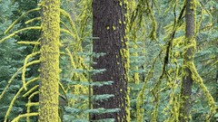 Landscapes California Yosemite National Park fir national park 