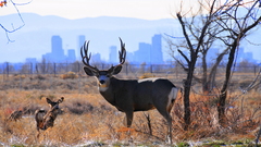Landscapes cityscapes Animals deer