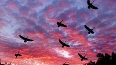 Landscapes clouds Birds