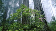 Landscapes coast California grove national park