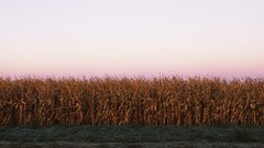 Landscapes corn panorama multiscreen