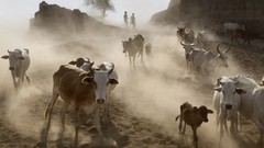 Landscapes Cows national geographic