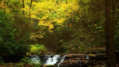 Landscapes creek Flowers nature Trees hills waterfalls golden 
