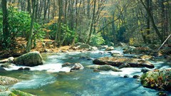 Landscapes creek leaves stones nature Trees water Virginia 
