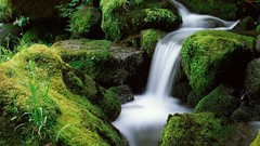 Landscapes creek moss Oregon waterfalls forests National