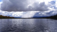 Landscapes creek nature rain birch