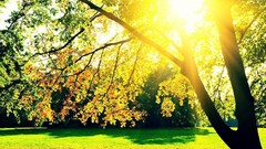 Landscapes creek nature Trees