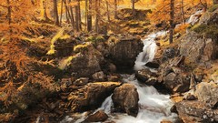 Landscapes creek nature Trees autumn golden forests