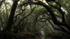 Landscapes creek nature Trees dark forest mist
