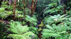 Landscapes creek nature Trees Green moss Plants brown forests 