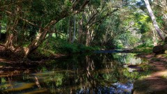 Landscapes creek nature Trees water Green calm reflections 
