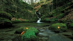 Landscapes creek nature Trees water Green moss crystal 