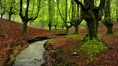 Landscapes creek nature Trees water Green moss mysterious 