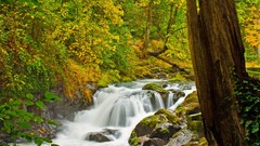 Landscapes creek nature Trees waterfalls falls forests