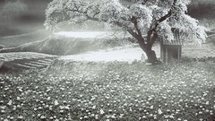 Landscapes Daisies Flowers Trees white flowers Photo 