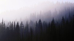Landscapes darkness fog nature Wood