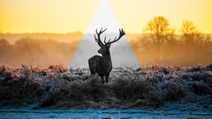 Landscapes deer