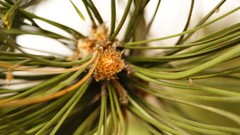 Landscapes depth of field