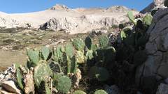 Landscapes desert cactus nature