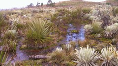 Landscapes deserts grass hills