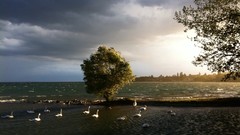 Landscapes Ducks lakes