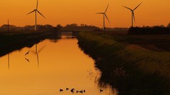 Landscapes Ducks windmills