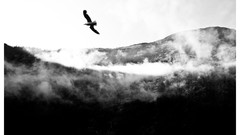 Landscapes Eagles grayscale