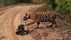 Landscapes Earth Tigers national geographic bats