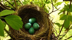 Landscapes eggs nest Turkey Kastamonu