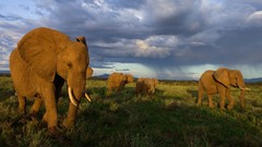 Landscapes elephants national geographic