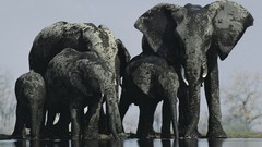 Landscapes elephants national geographic