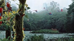 Landscapes fantasy nature Trees Birds jungle macaw paintings 