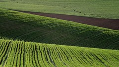 Landscapes fields