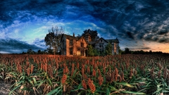 Landscapes fields corn HDR
