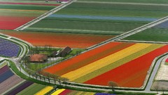 Landscapes fields multicolor holland The Netherlands