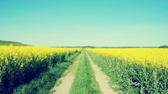 Landscapes fields paths deviantart