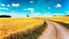 Landscapes fields summer