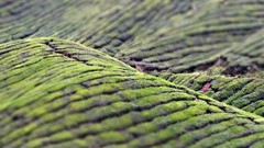 Landscapes fields tilt-shift