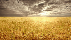 Landscapes fields wheat golden