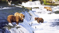 Landscapes fish Bears waterfalls salmon rivers