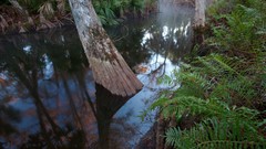 Landscapes Florida Earth national geographic