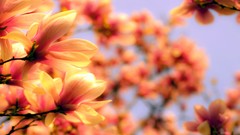 Landscapes Flowers blurred background depth of field