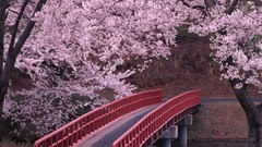 Landscapes Flowers Bridges cherry blossoms