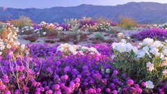 Landscapes Flowers California deserts