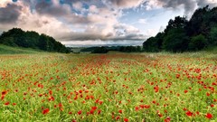 Landscapes Flowers clouds fields