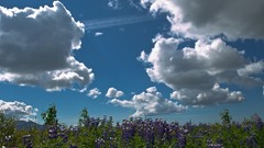 Landscapes Flowers clouds iceland lupine
