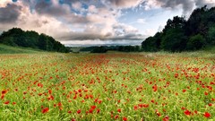 Landscapes Flowers clouds Poppies fields