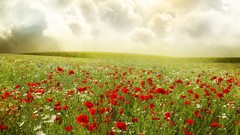 Landscapes Flowers clouds Poppies meadows