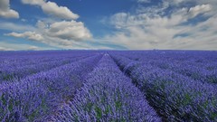 Landscapes Flowers clouds purple flowers lavender fields skies