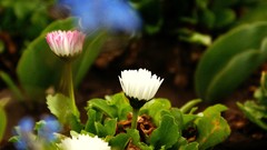 Landscapes Flowers depth of